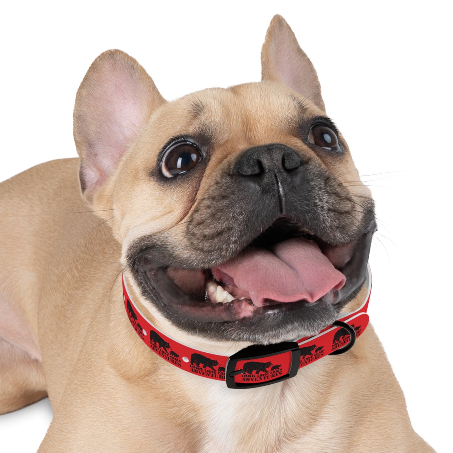 Adventure Dog Collar
