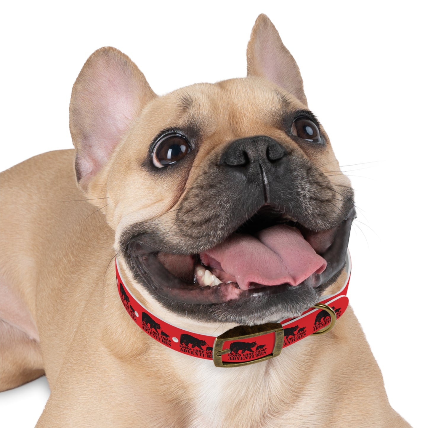 Adventure Dog Collar